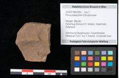 Foto (Objekt + Etikett) von Pinus praepumilio Ettingshausen (NHMW-GEO-2024-0188-0260)